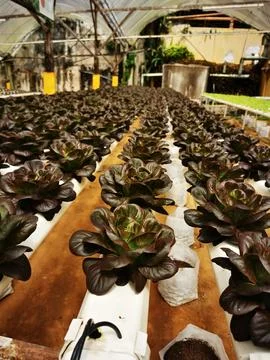 Hydroponic NFT lettuce rows in sunlit greenhouse Stock Photos