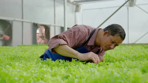 Hydroponic organic vegetable farm gardener inspecting his vegetable garden Stock Footage 166314820