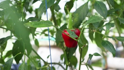 Hydroponic pepper tree Stock Footage 225630043