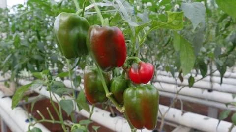 Hydroponic pepper tree Stock Footage 225630265