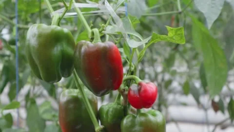 Hydroponic pepper tree Stock Footage 225630343