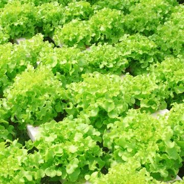 Hydroponic Stock Photos