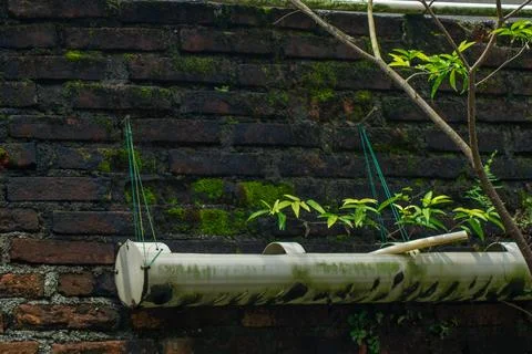Hydroponic pipe planter hanging on an old mossy brick wall 스톡 사진