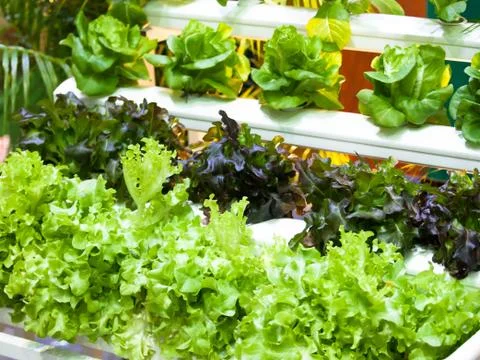 Hydroponic plant Stockfoto's