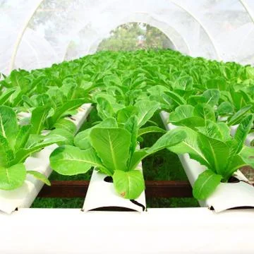 Hydroponic plantation Stock Photos