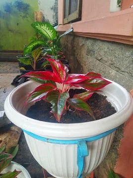 Hydroponic planting techniques in pots Stock Photos