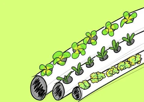 Hydroponic plants Stock Illustration
