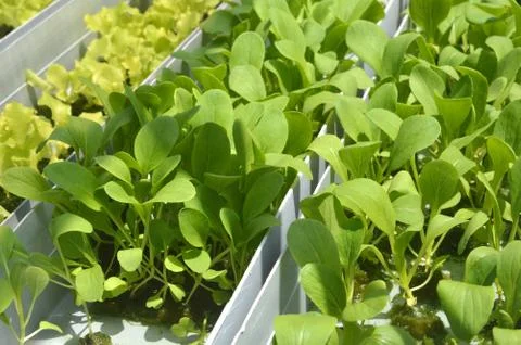 Hydroponic plants 库存照片