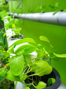 Hydroponic Plants Фото