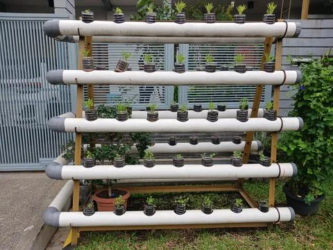 Hydroponic plants Stock Photos