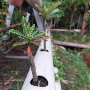 Hydroponic plants using paralon Stock Photos
