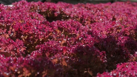 Hydroponic red oak leaf lettuce in vegetable farm Stock Footage 89951705
