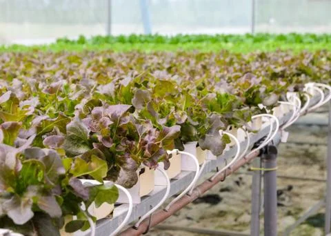 Hydroponic red oak leaf lettuce vegetables plantation Stock Photos