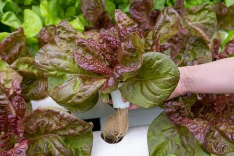 Hydroponic red oak leaf lettuce in vegetable farm. Stock Photos