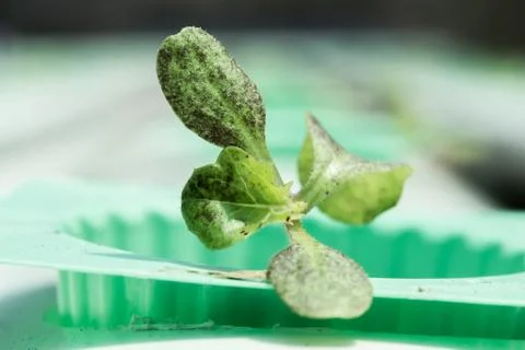 Hydroponic red oak Stock Photos