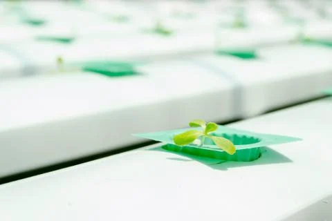 Hydroponic red oak Stock Photos