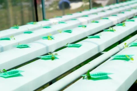 Hydroponic red oak Stock Photos