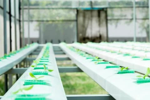 Hydroponic red oak Stock Photos