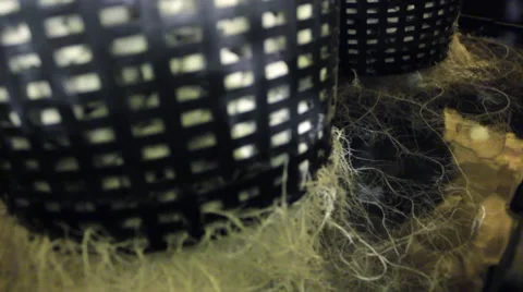Hydroponic root system Video stock 38219376