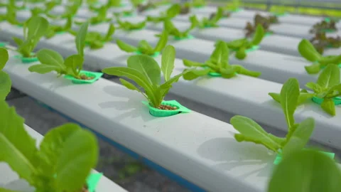A hydroponic salad farm grows leafy greens using a soilless system. Stock Footage 281495030