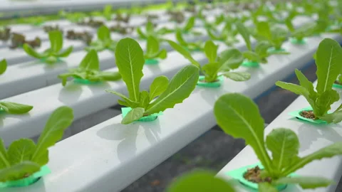A hydroponic salad farm grows leafy greens using a soilless system. 스톡 동영상 281495038