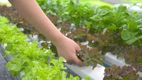 Hydroponic salad farm grows leafy greens using a soilless system. 库存影片 281656863