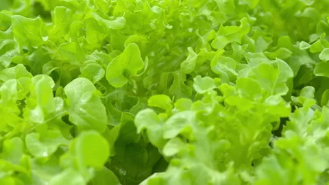Hydroponic salad farm grows leafy greens using a soilless system. 스톡 동영상 281759174
