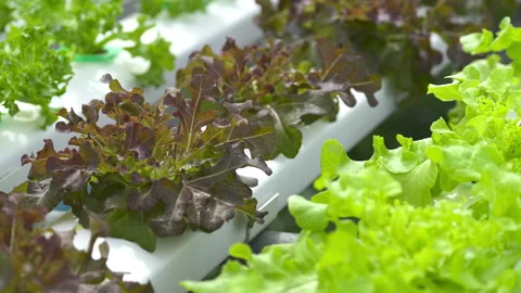 Hydroponic salad farm grows leafy greens using a soilless system. 스톡 동영상 281759929