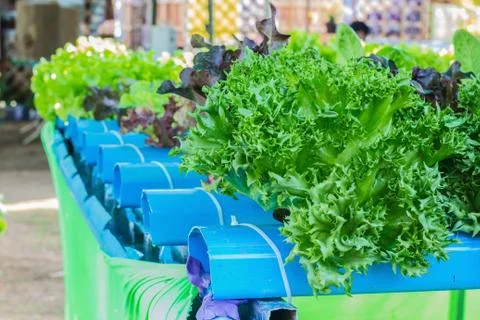 Hydroponic salad Stock Photos