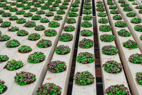 Hydroponic seedling of basil cultivation setup, Greenhouse farming with Stock Photos