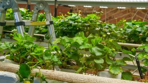 Hydroponic substrate-based system, city-farm setup for growing strawberries Stock Photos