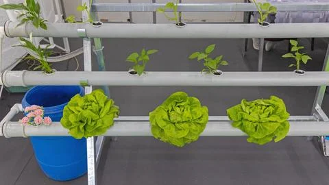 Hydroponic System Fresh Lettuce Stock Photos