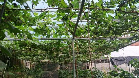 Hydroponic system of grape tree Stock Photos