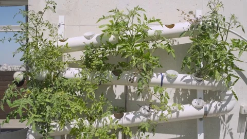 Hydroponic system with pipes and plants growing on a city rooftop Stock Footage 112506944