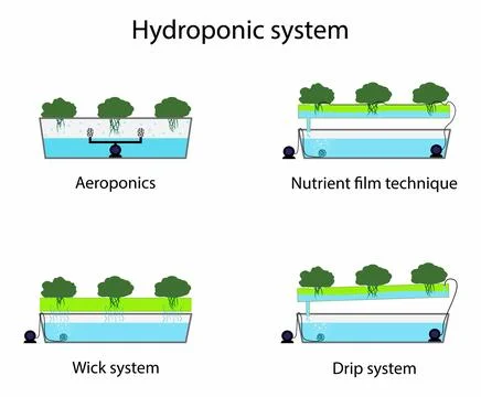 Hydroponic system, Plants are grown hydroponically in a greenhouse Stock Illustration