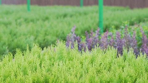 The hydroponic system works on coniferous seedlings. Watering plants on a farm Stock Footage 113862598