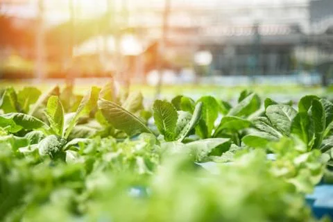Hydroponic system young vegetable  and fresh green cos lettuce salad growing  Foto stock