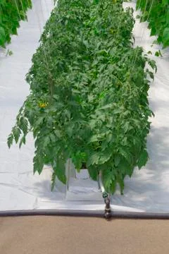 Hydroponic Tomato Plant Stock Photos