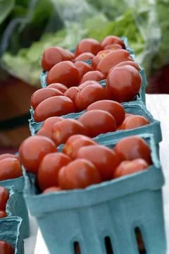 Hydroponic Tomatoes Fotos Stock