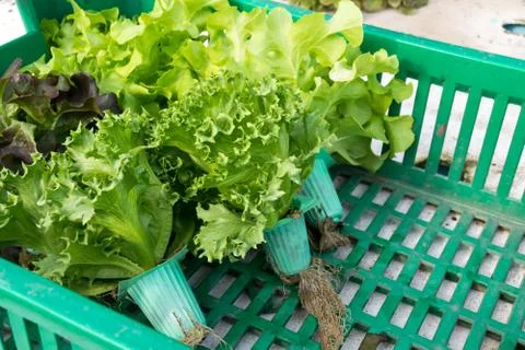Hydroponic vegetable in basket Stock Photos