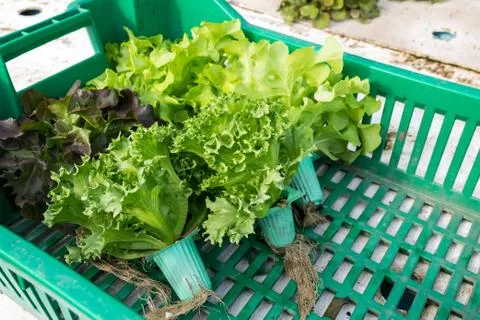 Hydroponic vegetable in basket Stock Photos