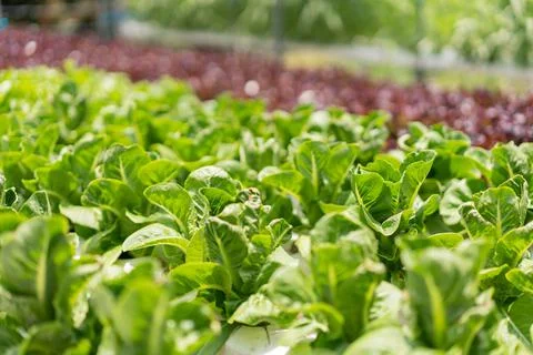 Hydroponic vegetable concept, Fresh cos lettuce in hydroponic system at veget Stock Photos