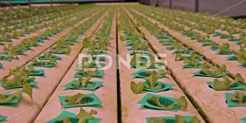 Hydroponic vegetable culture in greenhouse water evaporation, Thailand Stock Photos