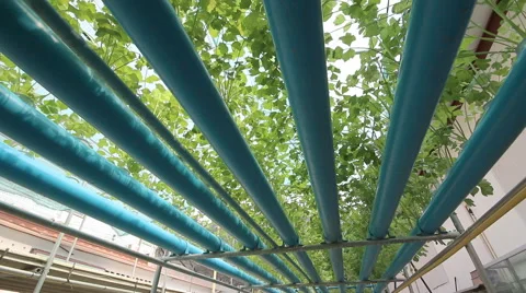 Hydroponic vegetable farm Stock Footage 46670401