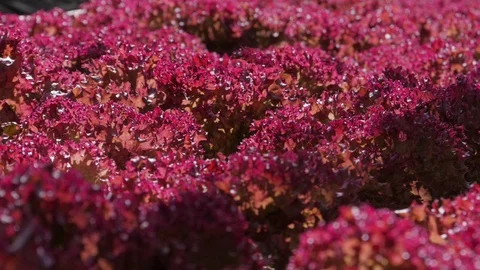 Hydroponic vegetable farm Stock Footage 89678489