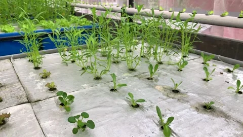 Hydroponic vegetable farm. Stock Footage 253276678