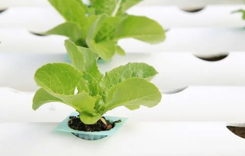 Hydroponic vegetable farm Stock Photos