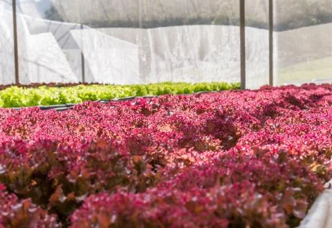 Hydroponic vegetable farm Stock Photos