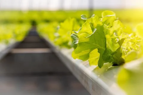 Hydroponic vegetable farm plot Stock Photos
