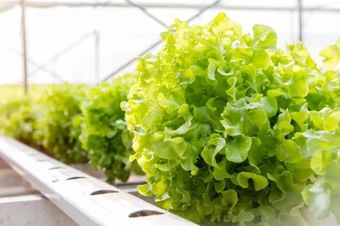 Hydroponic vegetable farm plot Stock Photos